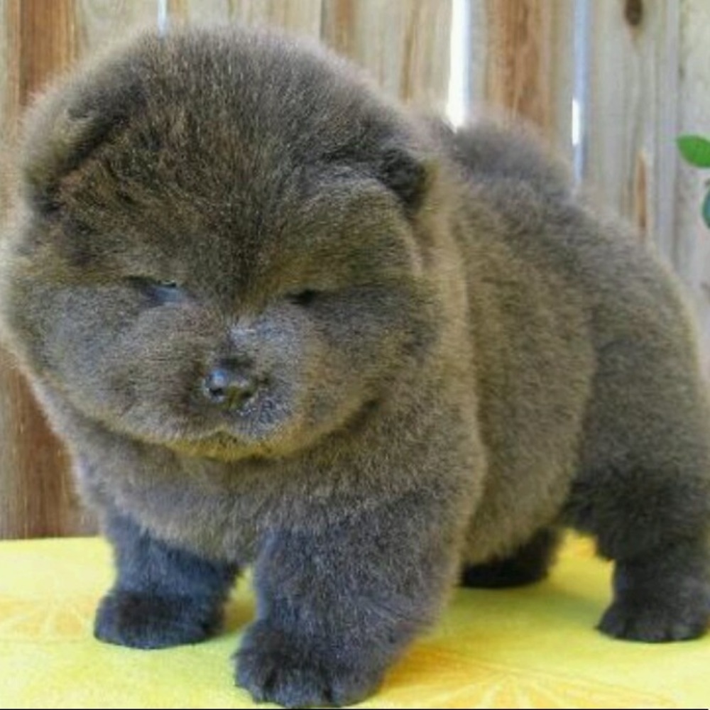 Meet your Posher, Emilly